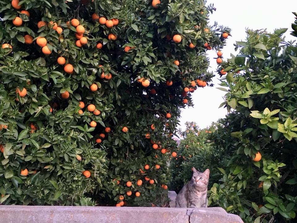 orange groves